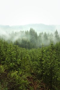 أعماق الربيع، 2024 (الصورة) بواسطة 