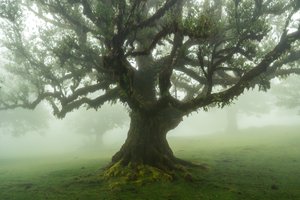 حكايات الغابة، 2025 (صورة فوتوغرافية) بواسطة 