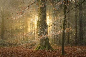 ذا هولوينغ، 2023 (الصورة)