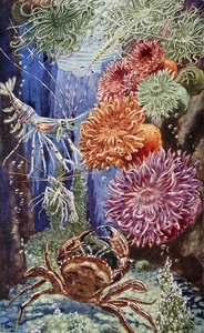 رسم توضيحي من "Sea-Shore Life in بريطانيا" طُبع عام 1947 (حجر ليثو ملون) بواسطة ليونارد روبرت برايتويل