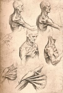 رسم تشريحي ، c1472-c1519 1883 بواسطة ليوناردو دا فينشي