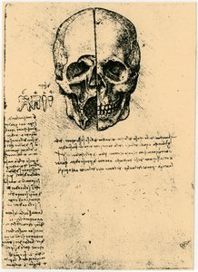 رسم تشريحي لجمجمة بشرية ، c1472-1519 بواسطة ليوناردو دا فينشي