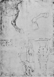 دراسات الخيول الأمامية والرسومات المقاسة لرؤوس الخيول ، c1480 1945 بواسطة ليوناردو دا فينشي