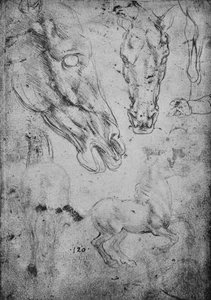 دراسات الخيول ورؤوس الخيول ، c1480 1945 بواسطة ليوناردو دا فينشي
