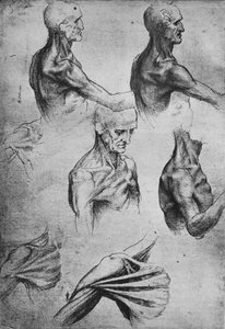 دراسات رأس وكتفين رجل ، c1480 1945 بواسطة ليوناردو دا فينشي