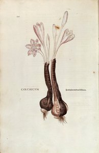 Autumn crocus (Colchicum autumnale) by Leonhart Fuchs from De historia stirpium commentarii insignes (Notable Commentaries on the History of Plants), coloured engraving بواسطة ليونارد فوكس