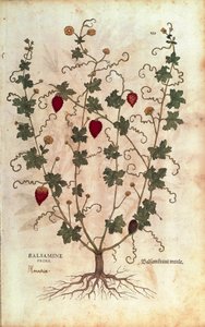 Balsam apple (Momordica balsamina) by Leonhart Fuchs from De historia stirpium commentarii insignes (Notable Commentaries on the History of Plants), coloured engraving بواسطة ليونارد فوكس