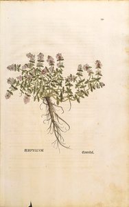 بريكلاند أو الزعتر البري (Thymus serpyllum) ، نقش ملون ليونهارت فوكس بواسطة ليونارد فوكس