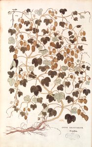 القفزة المشتركة - Humulus lupulus (Lupus salictarius) بواسطة Leonhart Fuchs من De historyia stirpium commentarii insignes (تعليقات بارزة على تاريخ النباتات) نقش ملون بواسطة ليونارد فوكس