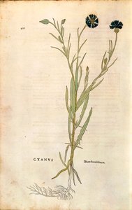 ردة الذرة (Centaurea cyanus) بواسطة Leonhart Fuchs من De historyia stirpium commentarii insignes (تعليقات بارزة على تاريخ النباتات) ، نقش ملون بواسطة ليونارد فوكس
