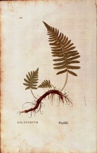 السرخس ، الجسم المتعدد الشائع (Polypodium vulgare) بواسطة Leonhart Fuchs من De historyia stirpium commentarii insignes (التعليقات البارزة على تاريخ النباتات) النقش الملون بواسطة ليونارد فوكس
