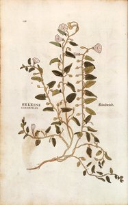 عشب الحقل - اللبلاب arvensis (Helxine cissampelos) بواسطة Leonhart Fuchs من De historyia stirpium commentarii insignes (التعليقات البارزة على تاريخ النباتات) النقش الملون بواسطة ليونارد فوكس