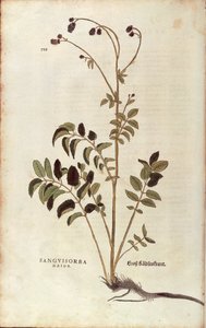 Great burnet - Sanguisorba officinalis (Sanguisorba major) by Leonhart Fuchs from De historia stirpium commentarii insignes (Notable Commentaries on the History of Plants) coloured engraving بواسطة ليونارد فوكس