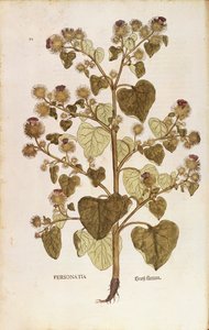 الأرقطيون الأكبر - Arctium lappa (بيرسوناتيا) بواسطة Leonhart Fuchs من De historyia stirpium commentarii insignes (تعليقات بارزة على تاريخ النباتات) ، نقش ملون بواسطة ليونارد فوكس