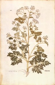 Hemlock - Conium maculatum (Cicuta) by Leonhart Fuchs from De historia stirpium commentarii insignes (Notable Commentaries on the History of Plants), coloured engraving بواسطة ليونارد فوكس
