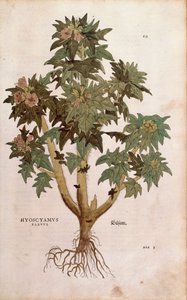 Henbane - Hyoscyamus niger (Hyoscyamus flavus ) by Leonhart Fuchs from De historia stirpium commentarii insignes (Notable Commentaries on the History of Plants) coloured engraving بواسطة ليونارد فوكس