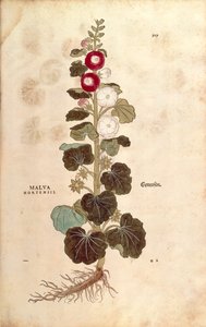 Hollyhock - Malvaceae - Alcea (Malva hortensis) بواسطة Leonhart Fuchs من De historyia stirpium commentarii Insignes (تعليقات بارزة على تاريخ النباتات) نقش ملون بواسطة ليونارد فوكس