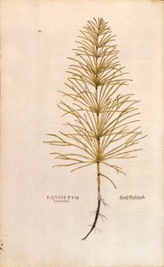 Horsetail - Equisetum arvense (Equisetum longius) by Leonhart Fuchs from De historia stirpium commentarii insignes (Notable Commentaries on the History of Plants), coloured engraving بواسطة ليونارد فوكس