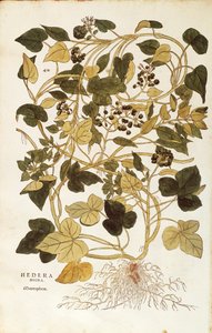 Ivy (Hedera helix nigra aurea) بواسطة Leonhart Fuchs من De historyia stirpium commentarii insignes (تعليقات بارزة على تاريخ النباتات) ، نقش ملون بواسطة ليونارد فوكس