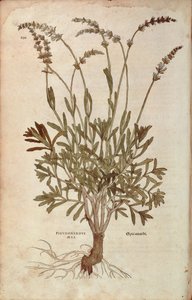 Lavender - Lavandula spica (Pseudonardus mas) by Leonhart Fuchs from De historia stirpium commentarii insignes (Notable Commentaries on the History of Plants), coloured engraving بواسطة ليونارد فوكس