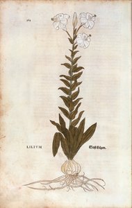 Lily (Lilium) بواسطة Leonhart Fuchs من De historyia stirpium commentarii insignes (تعليقات بارزة على تاريخ النباتات) ، نقش ملون بواسطة ليونارد فوكس