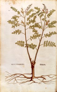 Liquorice or licorice (Glycyrrhiza glabra) by Leonhart Fuchs from De historia stirpium commentarii insignes (Notable Commentaries on the History of Plants) coloured engraving بواسطة ليونارد فوكس