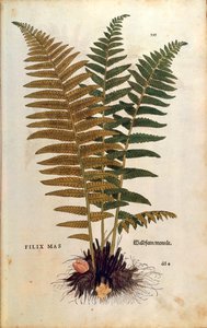 ذكر السرخس (Dryopteris filix-mas) بواسطة Leonhart Fuchs من De historyia stirpium commentarii insignes (تعليقات بارزة على تاريخ النباتات) نقش ملون بواسطة ليونارد فوكس