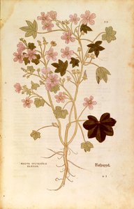 Mallow (Malva sylvestris elatior) by Leonhart Fuchs from De historia stirpium commentarii insignes (Notable Commentaries on the History of Plants), coloured engraving بواسطة ليونارد فوكس