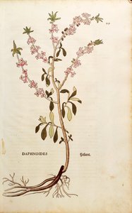 Mezereon - Daphne mezereum (Daphnoides) بقلم Leonhart Fuchs من De historyia stirpium commentarii insignes (تعليقات بارزة على تاريخ النباتات) ، نقش ملون بواسطة ليونارد فوكس