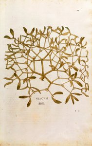 Mistletoe (Viscum album) by Leonhart Fuchs from De historia stirpium commentarii insignes (Notable Commentaries on the History of Plants) coloured engraving بواسطة ليونارد فوكس