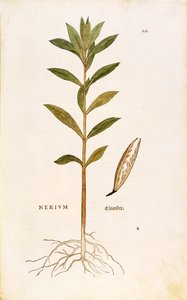 Oleander (Nerium oleander) by Leonhart Fuchs from De historia stirpium commentarii insignes (Notable Commentaries on the History of Plants), coloured engraving بواسطة ليونارد فوكس