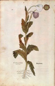 Opium poppy - Papaver somniferum (Papaver satiuum) by Leonhart Fuchs from De historia stirpium commentarii insignes (Notable Commentaries on the History of Plants), coloured engraving بواسطة ليونارد فوكس