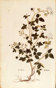 اللوحة: ديوبري (روبوس) ليونهارت فوكس من De historyia stirpium commentarii insignes (تعليقات بارزة على تاريخ النباتات) ، نقش ملون بواسطة ليونارد فوكس