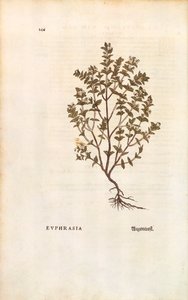 Red Eyebright (Euphrasia officinalis) by Leonhart Fuchs from De historia stirpium commentarii insignes (Notable Commentaries on the History of Plants) coloured engraving بواسطة ليونارد فوكس