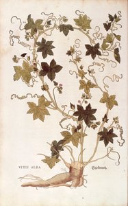 أحمر بريوني - بريونيا ديويكا (فيتيس ألبا) بقلم ليونهارت فوكس من De historyia stirpium commentarii insignes (تعليقات بارزة على تاريخ النباتات) ، نقش ملون بواسطة ليونارد فوكس