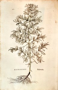Rosemary ، Rosmarinus Officinalis (Rosmarinus). نقش ملون بواسطة ليونارد فوكس