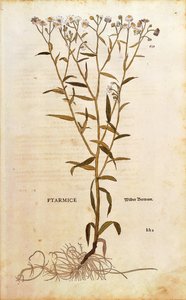 Sneezewort - Achillea ptarmica (Ptarmice) by Leonhart Fuchs from De historia stirpium commentarii insignes (Notable Commentaries on the History of Plants) coloured engraving بواسطة ليونارد فوكس