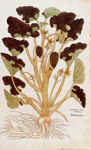 Squirting cucumber - Ecballium elaterium (Cucumis sylvestris) by Leonhart Fuchs from De historia stirpium commentarii insignes (Notable Commentaries on the History of Plants) coloured engraving بواسطة ليونارد فوكس