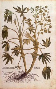 Stinking Hellebore or Dungwort - Helleborus foetidus (Helleborus niger adulterinus sylvestris) by Leonhart Fuchs from De historia stirpium commentarii insignes (Notable Commentaries on the History of Plants), coloured engraving بواسطة ليونارد فوكس