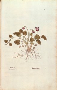 Violet (Viola odorata) by Leonhart Fuchs from De historia stirpium commentarii insignes (Notable Commentaries on the History of Plants), coloured engraving بواسطة ليونارد فوكس