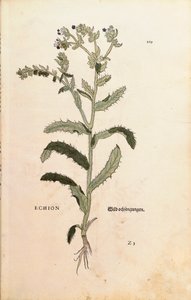 Viper Bugloss أو Blueweed - Echium vulgare (Echion) بواسطة Leonhart Fuchs من De historyia stirpium commentarii insignes (تعليقات بارزة على تاريخ النباتات) نقش ملون بواسطة ليونارد فوكس