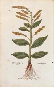 White Hellebore - Veratrum album (Elleborus albus) by Leonhart Fuchs from De historia stirpium commentarii insignes (Notable Commentaries on the History of Plants), coloured engraving بواسطة ليونارد فوكس
