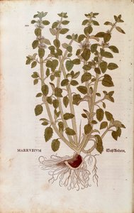 White Horehound (Marrubium vulgare) بواسطة Leonhart Fuchs من De historyia stirpium commentarii insignes (تعليقات بارزة على تاريخ النباتات) نقش ملون بواسطة ليونارد فوكس