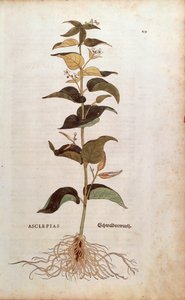 White Swallowwort - Cynanchum vincetoxicum (Asclepias) by Leonhart Fuchs from De historia stirpium commentarii insignes (Notable Commentaries on the History of Plants) coloured engraving بواسطة ليونارد فوكس