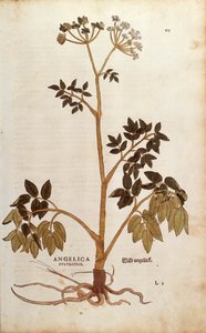 Wild Angelica (Angelica sylvestris) by Leonhart Fuchs from De historia stirpium commentarii insignes (Notable Commentaries on the History of Plants) coloured engraving بواسطة ليونارد فوكس