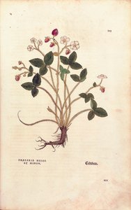 Woodland strawberry - Fragaria vesca (Fragaria maior et minor) by Leonhart Fuchs from De historia stirpium commentarii insignes (Notable Commentaries on the History of Plants), coloured engraving بواسطة ليونارد فوكس