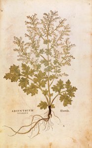 Wormwood - Artemisia absinthium (Absinthium vulgare) by Leonhart Fuchs from De historia stirpium commentarii insignes (Notable Commentaries on the History of Plants), coloured engraving بواسطة ليونارد فوكس