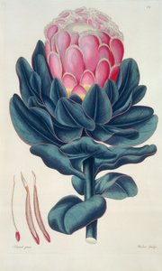 Protea speciosa ، Perigonia pistillum (pl.12) من "Thesaurus Botanicus" بواسطة ليوبولد تراتينيك