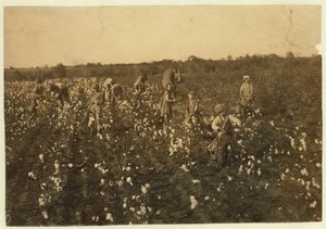 عائلة قطف قطف بالقرب من ماكيني ، تكساس ، 1913 بواسطة لويس ويكس هاين