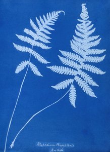 Cyanotype of Polypodium phegopteris بواسطة غير معروف غير معروف